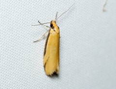 Philobota protecta