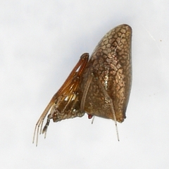 Neospintharus trigonum