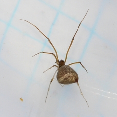 Neospintharus trigonum