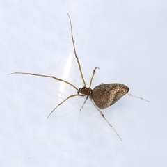 Neospintharus trigonum