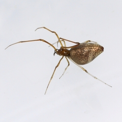 Neospintharus trigonum