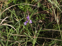 Verbena halei