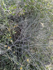 Ephedra pedunculata