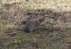 Urocitellus beldingi
