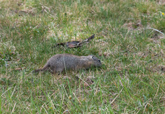 Urocitellus beldingi