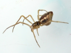 Neospintharus trigonum