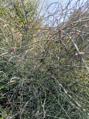 Ephedra pedunculata