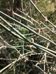 Ephedra pedunculata