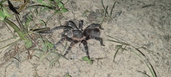 Acanthoscurria