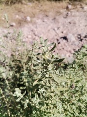 Buddleja scordioides