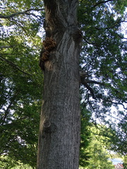 Inonotus
