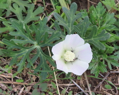 Callirhoe involucrata