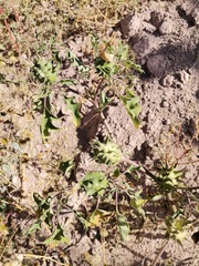 Datura quercifolia