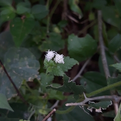 Fleischmannia incarnata