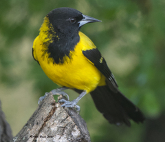 Icterus graduacauda