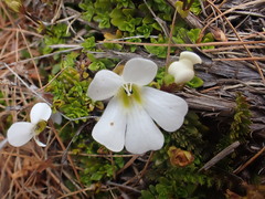 Ourisia caespitosa