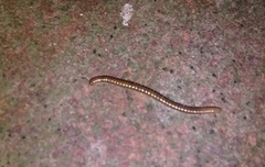 Blaniulidae