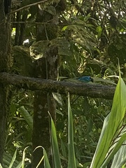 Chalcothraupis ruficervix