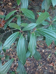 Viburnum davidii