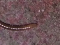 Blaniulidae