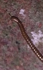 Blaniulidae