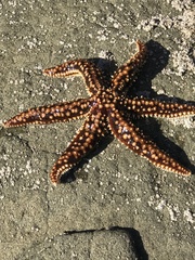 Meyenaster gelatinosus