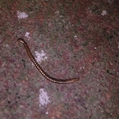 Blaniulidae