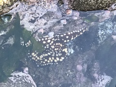 Meyenaster gelatinosus