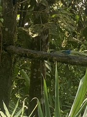 Chalcothraupis ruficervix