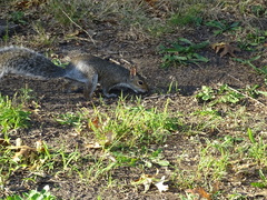 Sciurus carolinensis