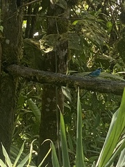 Chalcothraupis ruficervix