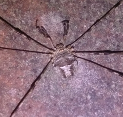 Dicranopalpus