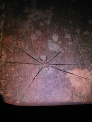 Dicranopalpus