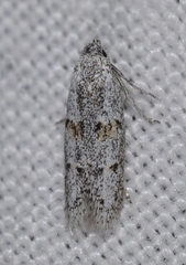 Symmocoides oxybiella