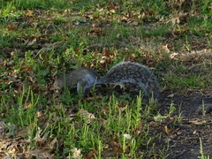Sciurus carolinensis