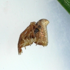 Neospintharus trigonum