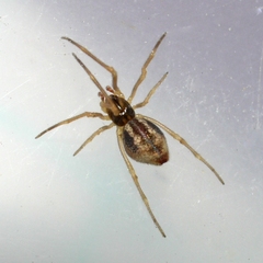 Neospintharus trigonum