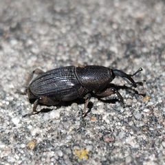 Cosmopolites sordidus