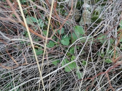 Rumex induratus