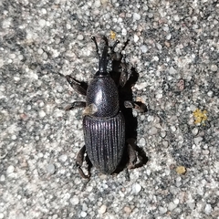 Cosmopolites sordidus
