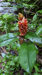Costus scaber