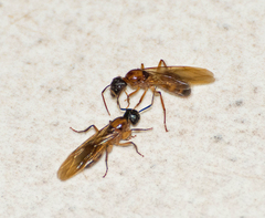 Camponotus atriceps