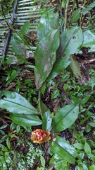 Costus scaber