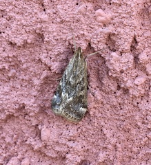 Loxostege allectalis