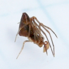 Neospintharus