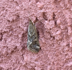 Loxostege allectalis