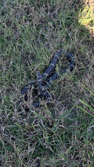 Lampropeltis getula