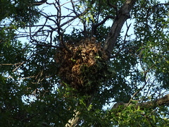 Sciurus carolinensis