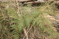 Pteridium esculentum
