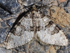 Nebula ibericata